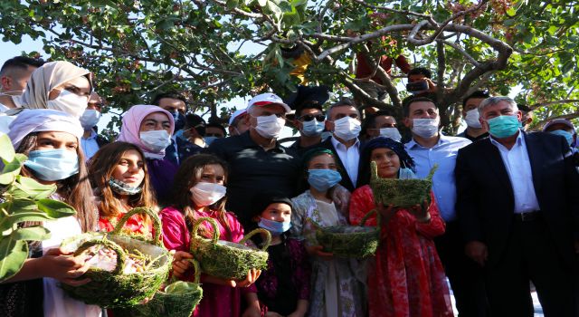 Binali Yıldırı Urfa'da fıstık hasadına katıldı