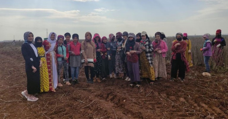 Şanlıurfa'da Kadınlar Günü'nü tarlada kutladılar