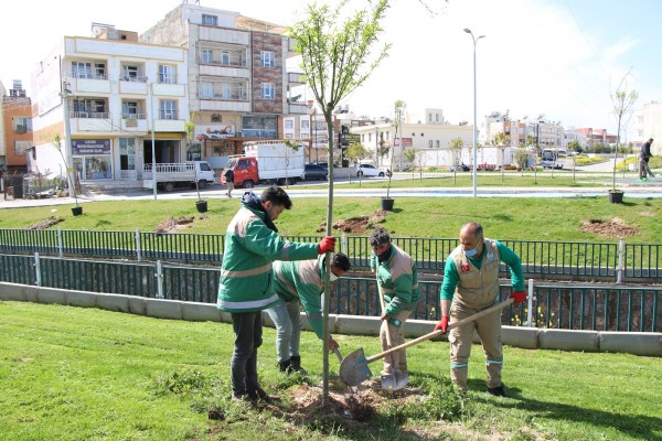 Haliliye’de parklarda peyzaj çalışmaları sürüyor