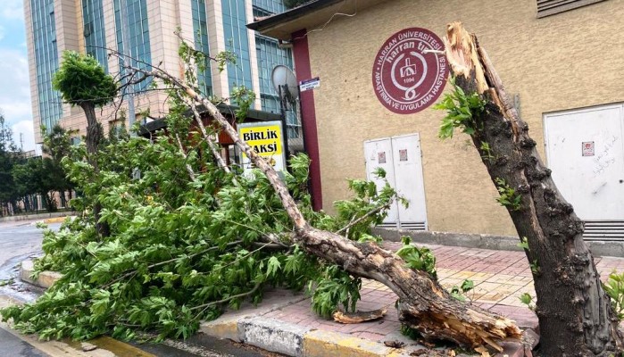Şanlıurfa’da şiddetli rüzgar ağaçları devirdi