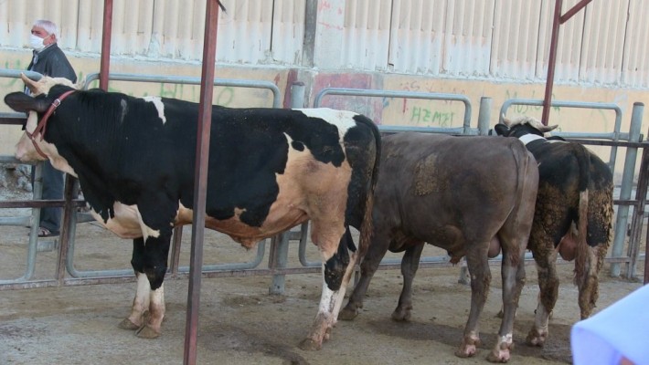 Eyyübiye’de kurban satış ve kesim yerleri belirlendi