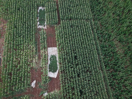Mısır tarlasında drone destekli operasyon