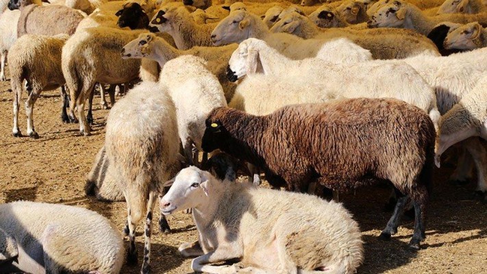 Şanlıurfa'da bulunan koyun sayısı belli oldu
