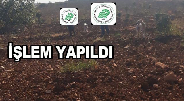 Urfa'da kaçak avcılar yakalandı