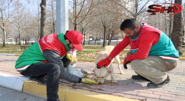 KARAKÖPRÜ'DE SOKAKTAKİ CANLAR AÇ KALMIYOR