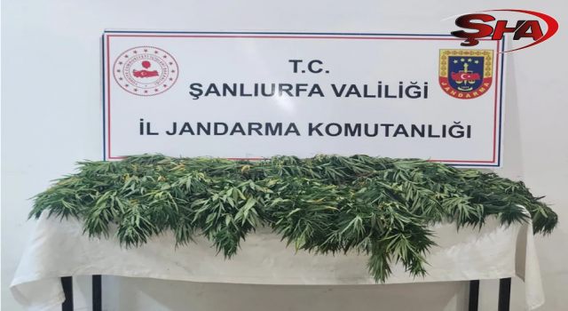 Şanlıurfa’da uyuşturucu operasyonu: 2 gözaltı