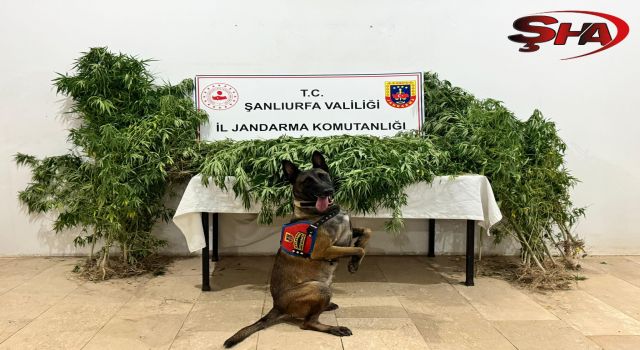 Şanlıurfa'da uyuşturucu operasyonunda 12 şüpheli yakalandı