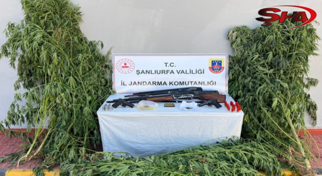 Şanlıurfa'nın 5 ilçesinde operasyon!