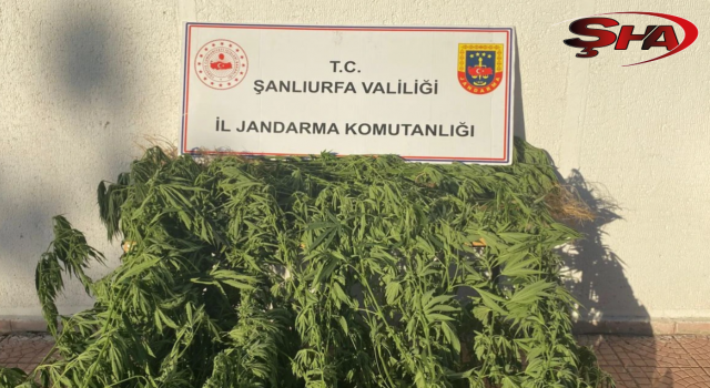 Siverek’te 35 kök kenevir bitkisi ele geçirildi