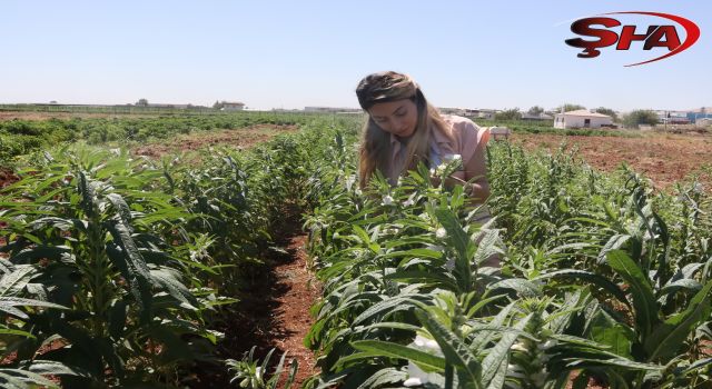 Urfa Susamı, Şanlıurfa Büyükşehir Belediyesi ile yeniden hayat buluyor