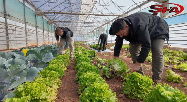 BÜYÜKŞEHİR SERALARINDA KIŞLIK SEBZE HASADI BAŞLADI