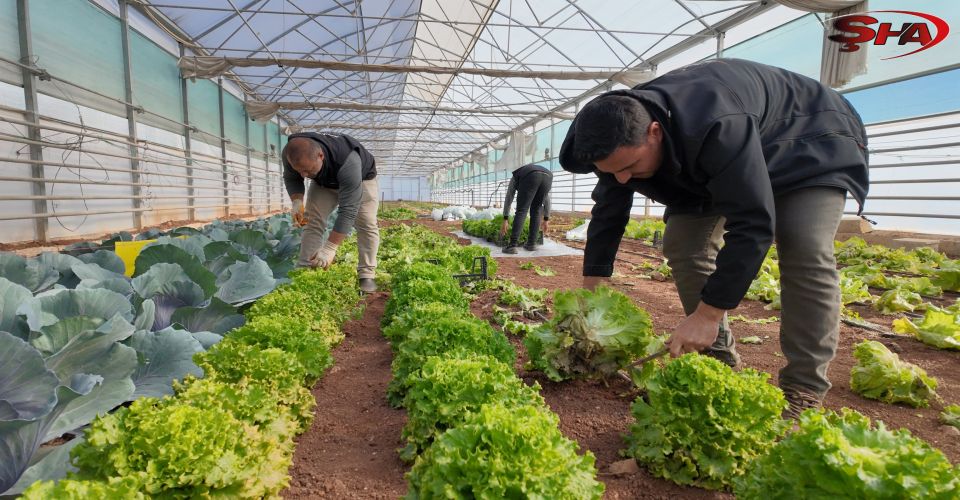 BÜYÜKŞEHİR SERALARINDA KIŞLIK SEBZE HASADI BAŞLADI