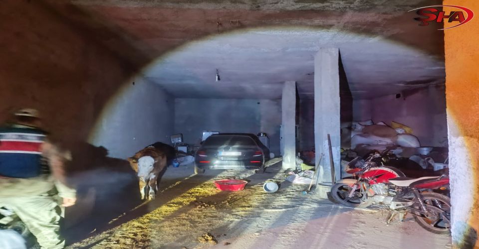 Akçakale’de İnanılmaz Olay: Çalıntı Araç Ahırda Saklanmış