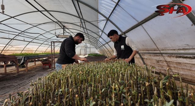 ŞANLIURFA’DA MODERN SERALARDA 30 BİN FİDAN ÜRETİMİ BAŞLADI