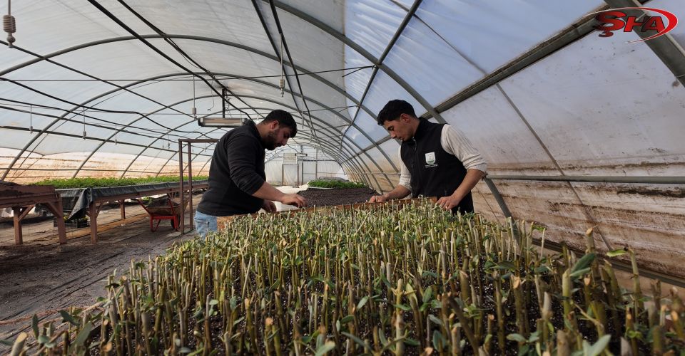 ŞANLIURFA’DA MODERN SERALARDA 30 BİN FİDAN ÜRETİMİ BAŞLADI