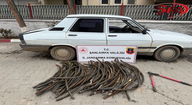 Ceyalanpınar TİGEM'de milyonluk hırsızlık