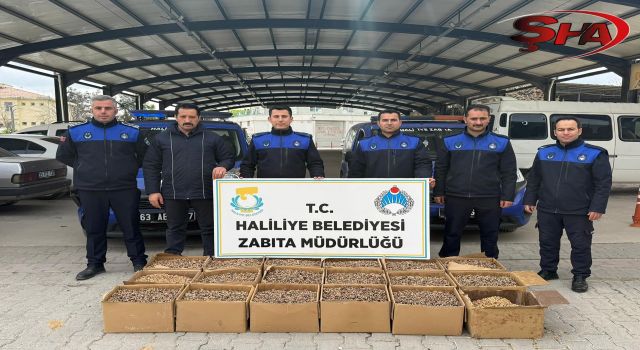HALİLİYE’DE GIDA DENETİMİ: KÜFLÜ CEVİZLERE EL KONULDU
