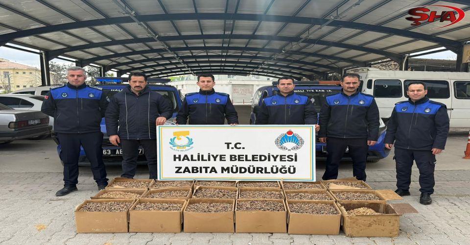 HALİLİYE’DE GIDA DENETİMİ: KÜFLÜ CEVİZLERE EL KONULDU