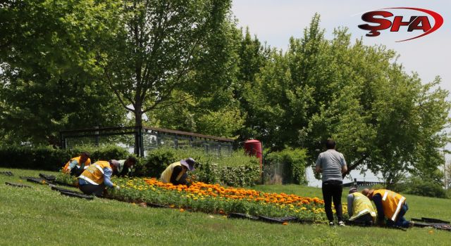 Büyükşehir kendi serasında üretti, şehrin dört bir yanını çiçeklerle donattı