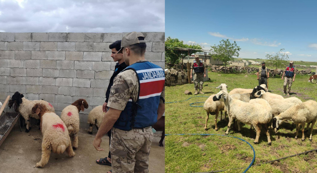 Şanlıurfa’da kaybolan hayvanlar jandarma çalışmasıyla bulundu