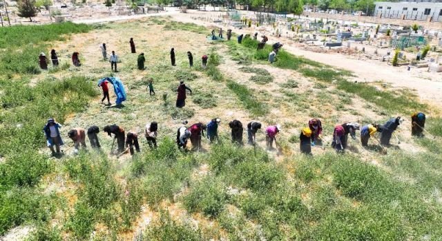 Harran'da mezarlıklar yabani otlardan temizleniyor
