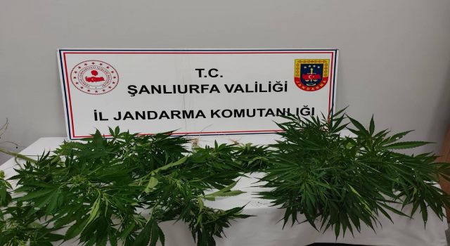 Hilvan ve Halfeti'de kenevir operasyonu: 2 şüpheliye işlem