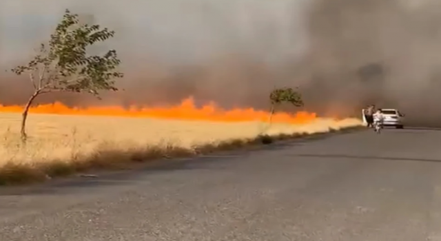 Şanlıurfa’da buğday ekili arazide yangın