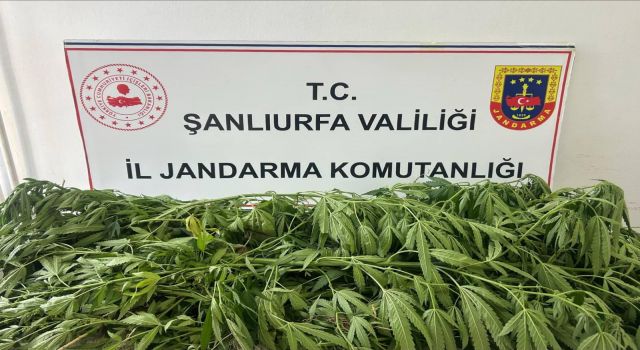 Şanlıurfa'da jandarma baskını! Tarlada 35 kök kenevir ele geçirildi