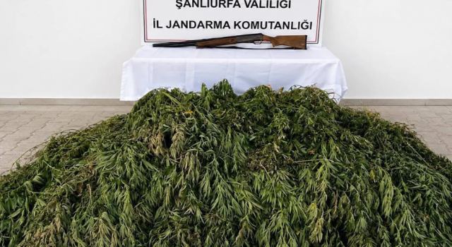 Bozova'da 610 kök kenevir ve ruhsatsız silah ele geçirildi