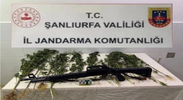 Suruç’ta yasa dışı kenevir ekimine operasyon