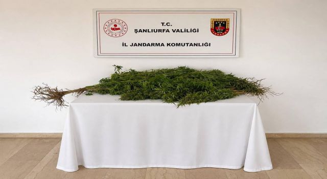 Jandarmadan narkotik operasyonu: Yasa dışı ekime geçit yok