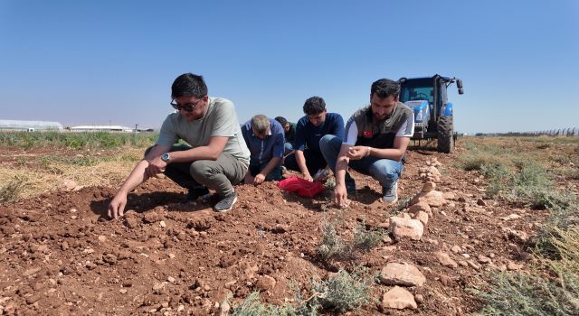 Şanlıurfa’da tarihi safran üretimi büyükşehir desteğiyle yeniden canlanıyor