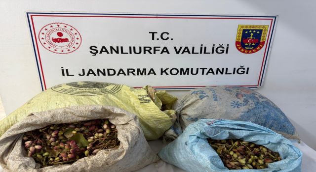 TİGEM arazisinde fıstık hırsızlığı: 4 şüpheli gözaltında