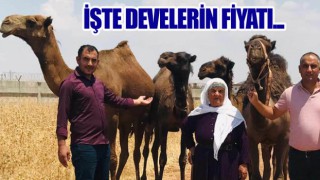 Urfa’da develer satışa sunuldu