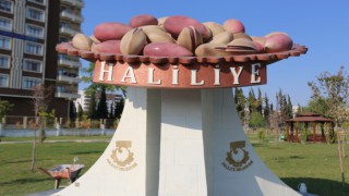 Haliliye'de fıstık heykeli dikildi