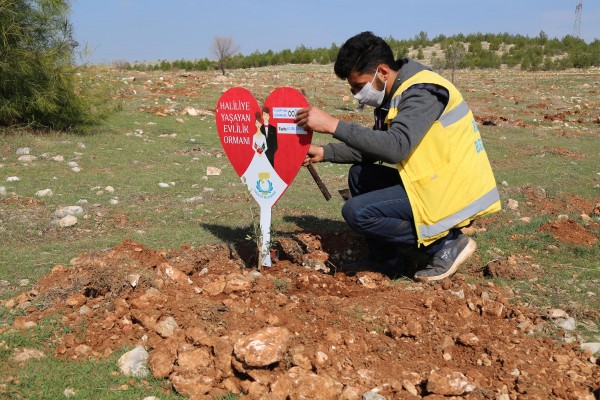 Haliliye’de evlenen çiftlere ömürlük hediye