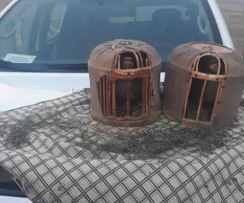 Şanlıurfa'da kaçak keklik avına operasyon