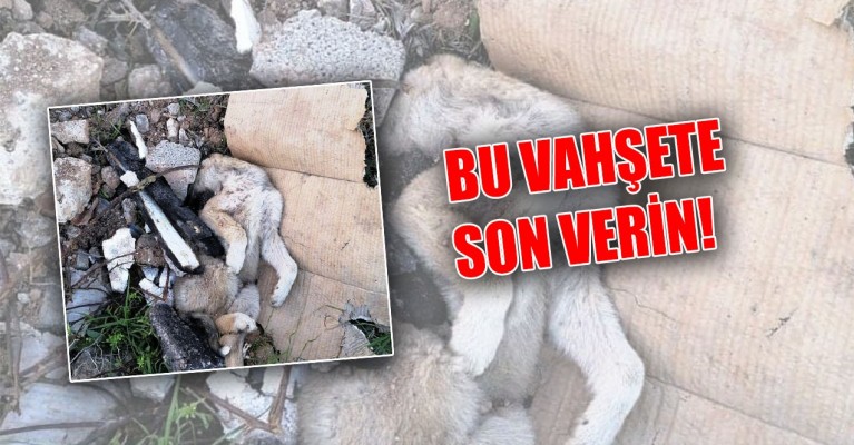 Ceylanpınar’da vahşet!