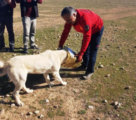 Kafası tenekeye sıkışan köpeği itfaiye kurtardı