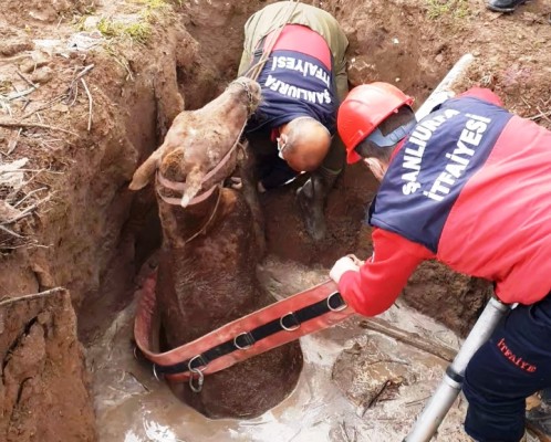 Şanlıurfa'da foseptik çukuruna düşen atı itfaiye kurtardı