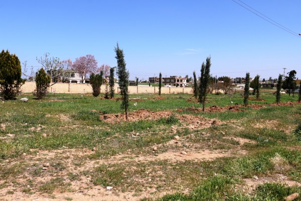 Akçakale’de parklarda ağaçlandırma çalışmaları tamamlandı