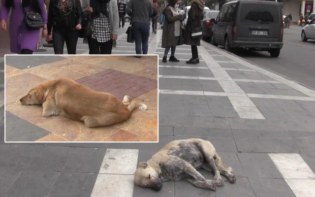 Caddeler başıboş köpeklerden geçilmiyor