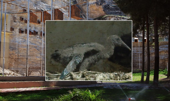 Yavru kelaynak için isim önerileri alınıyor