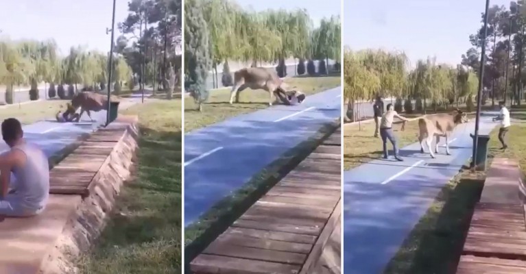 Urfa'da kaçan boğa zor anlar yaşattı