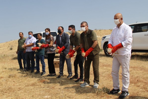 Şanlıurfa’da 12 baykuş doğaya salındı