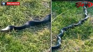 Urfa’da dev yılan görüldü
