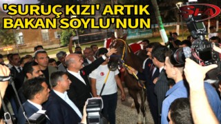 Vali Ayhan, Bakan Soylu'ya at hediye etti