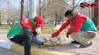 KARAKÖPRÜ'DE SOKAKTAKİ CANLAR AÇ KALMIYOR