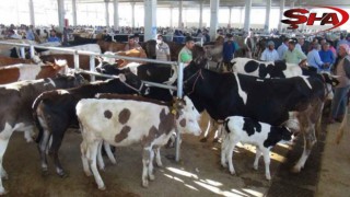 Urfa’da hayvan pazarı açılıyor