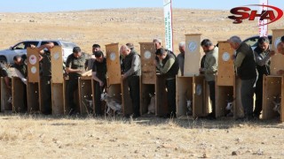 Urfa’da 20 ceylan doğaya salındı